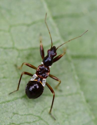 Réf. 261 555 : Himacerus mirmicoides